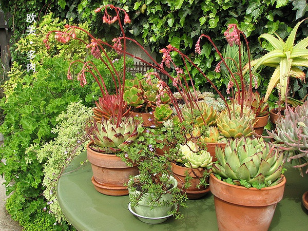 多肉张狂起来,狂野型多肉