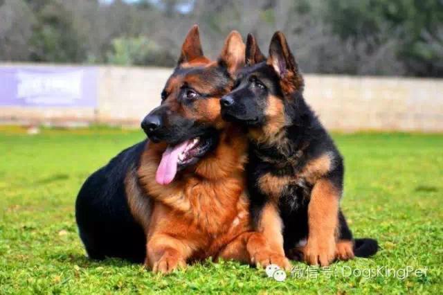 德牧犬怎么训练最合适,幼犬德牧训练方法和步骤