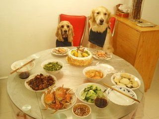 狗狗肠胃炎怎么办？狗狗肠胃炎的原因及治疗