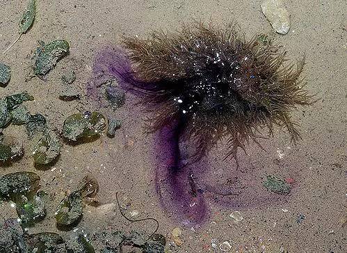 海兔教程,海兔生物图鉴