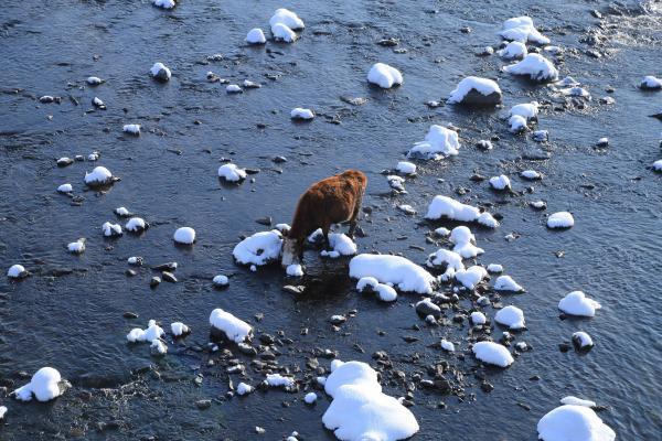 牧马少年歌曲完整版,牧马少年草原