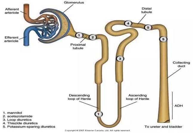 比较好用的利尿剂,常用利尿剂有哪些