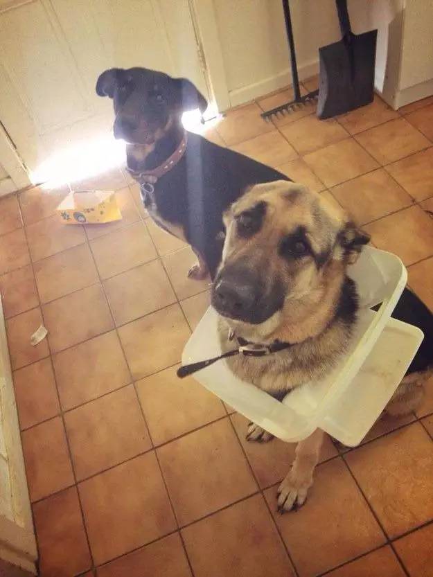 狗生已思考好,请帮我把狗头弄出来