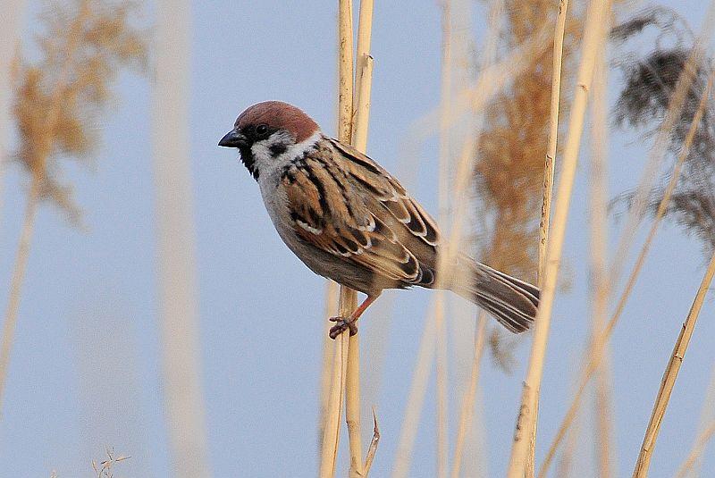 弹弓能不能射大型动物,弹弓能狩猎多远的猎物