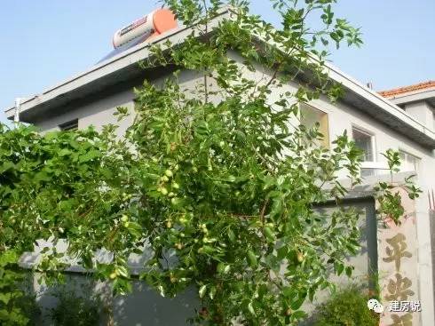 别墅庭院景观树图片大全,别墅庭院围栏用什么树