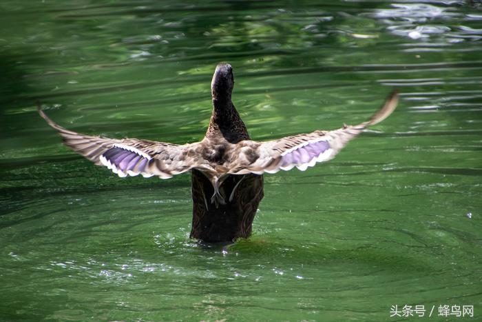 腾龙2.8恒定变焦镜头,大变焦镜头腾龙18-400怎样