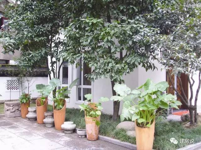 别墅庭院景观树图片大全,别墅庭院围栏用什么树