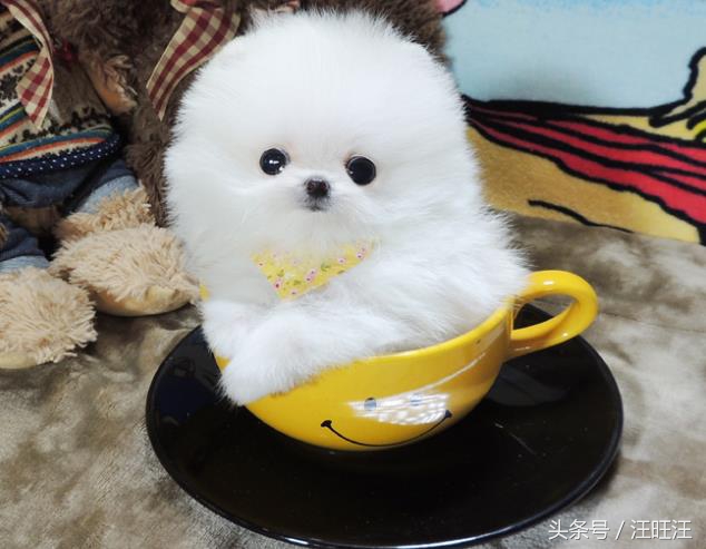 宠物狗用品小型犬,养宠物狗狗的日常生活用品