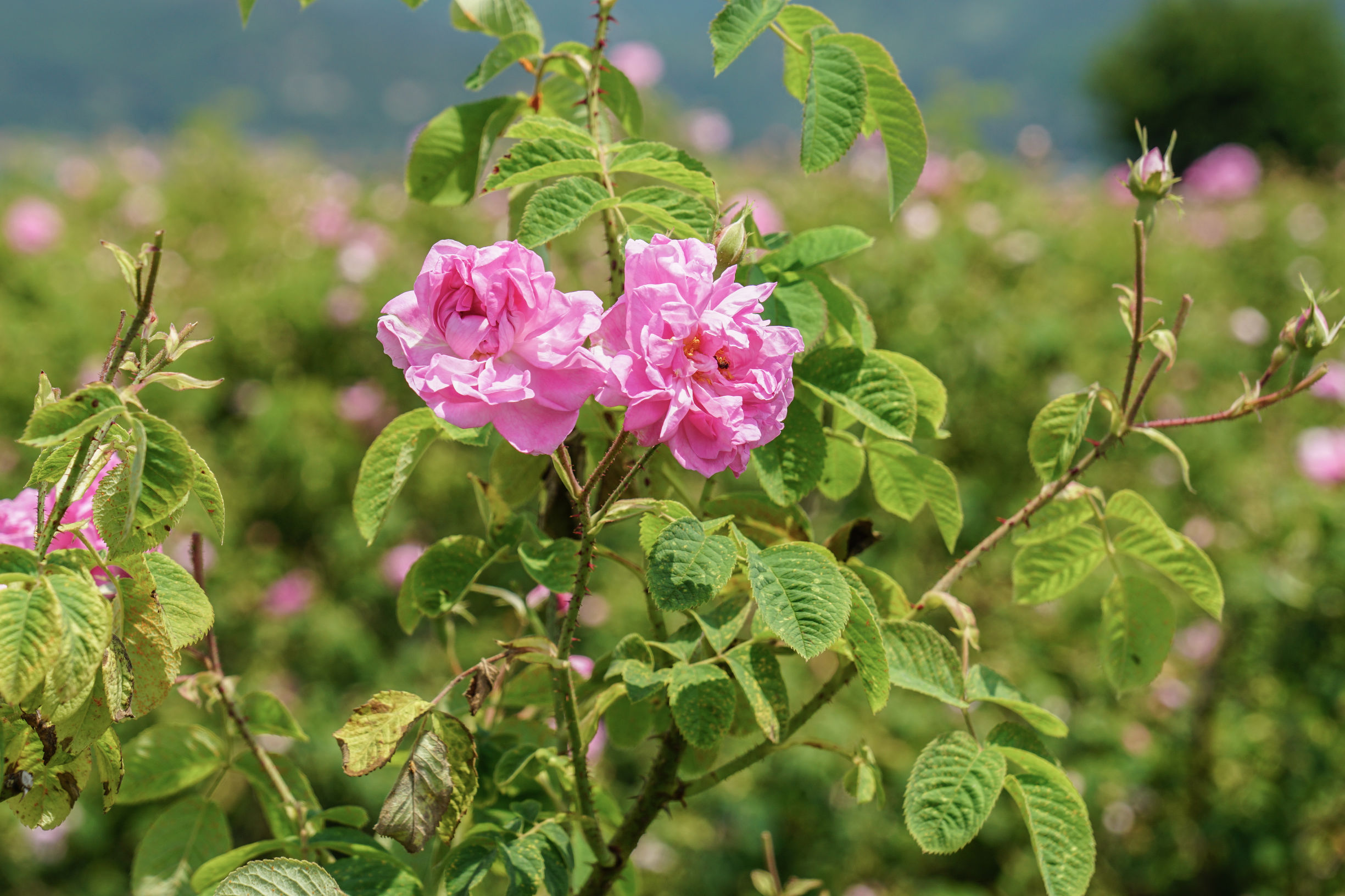 玫瑰美容护肤技巧,玫瑰护肤护理小知识