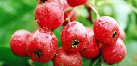 三七如何使用降三高,三七降三高视频