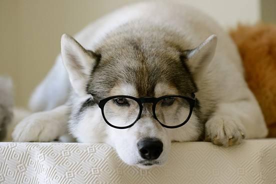 深圳新瑞鹏宠物医院,深圳叮当宠物医院罗湖分院