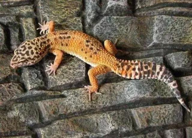 亚宠展攻略狗狗,亚宠展2020爬宠