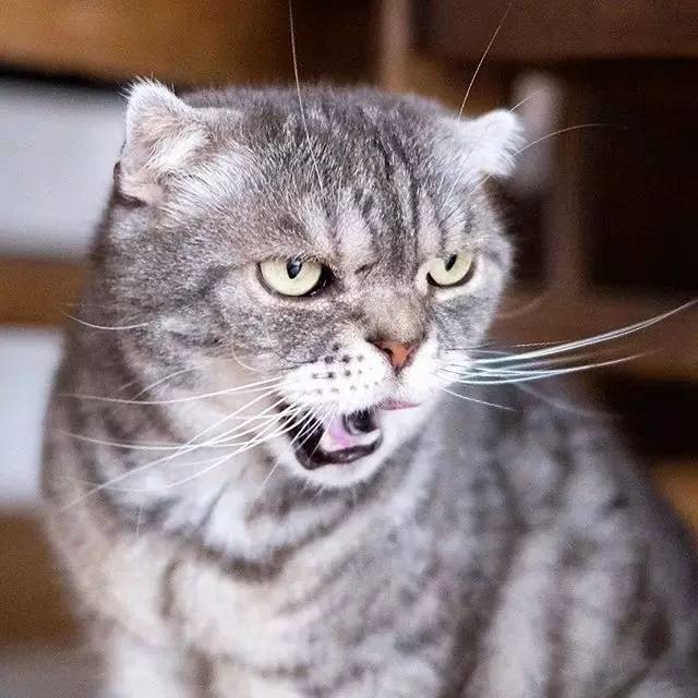 怎样亲近喵星人教你5个实用贴士,喵星人独门秘籍