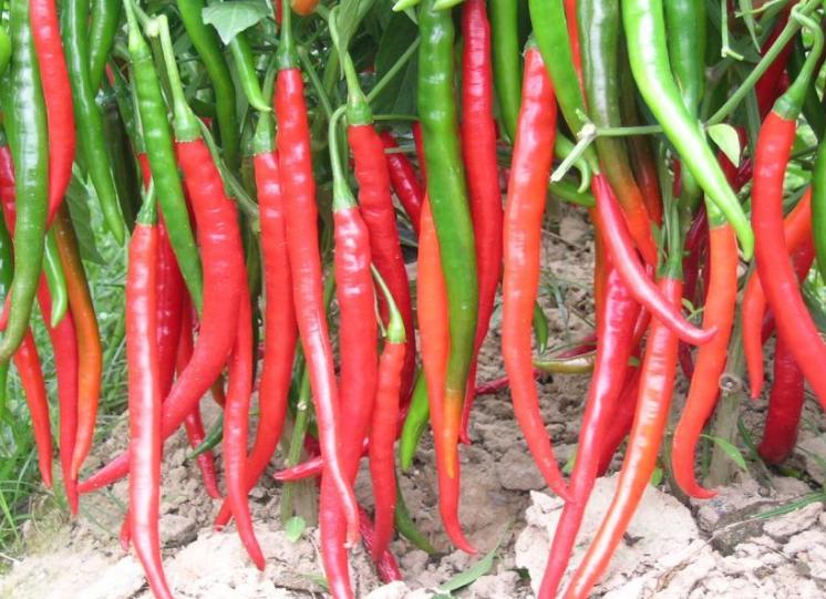 最好的十种辣椒,全球130种辣椒排名