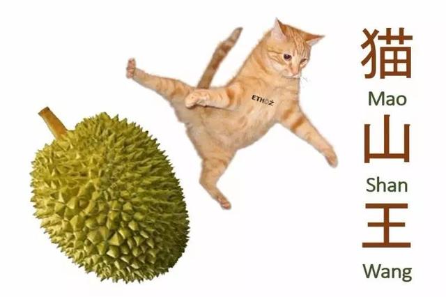 马来西亚各种榴莲名称,马来榴莲品种介绍