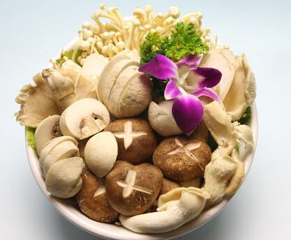 三个月泰迪可以吃什么食物,对泰迪有益的五种食物