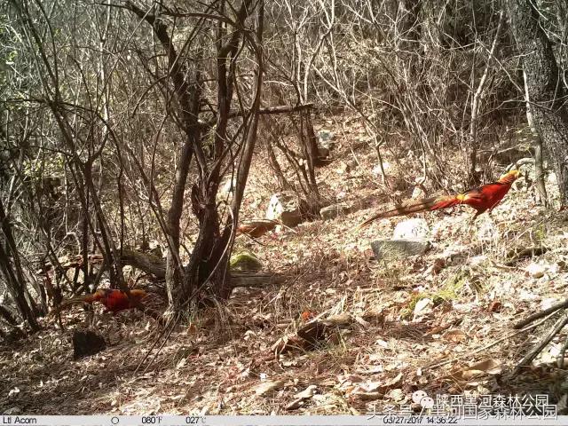 探秘黑河森林公园,黑河森林公园野生动物