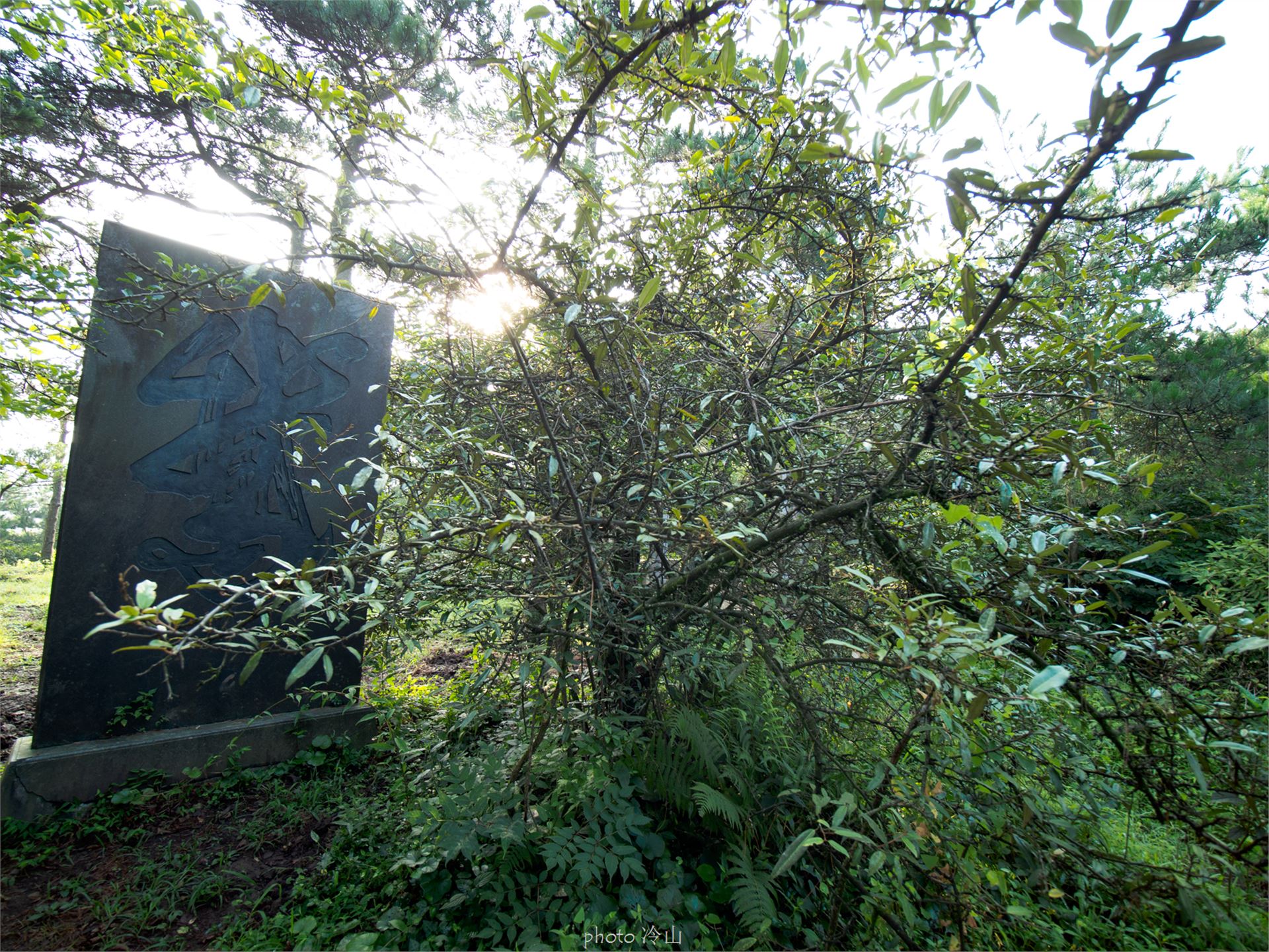 华顶千年杜鹃林,天台山石梁瀑布华顶杜鹃
