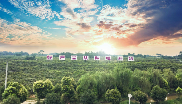 红心猕猴桃多少度的最好喝,红心猕猴桃特别小还特别甜