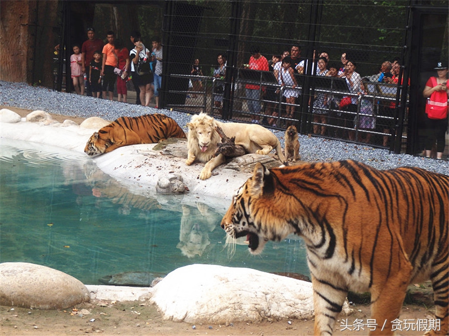 长隆野生动物园旅游攻略4天3晚,广州长隆两天一晚酒店攻略