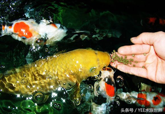 教你如何在混乱的鱼饲料市场中挑选健康营养适合自己鱼宝的食物