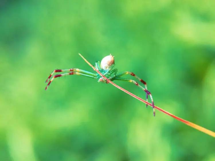 手机怎么玩转拍摄,手机怎样微距拍照