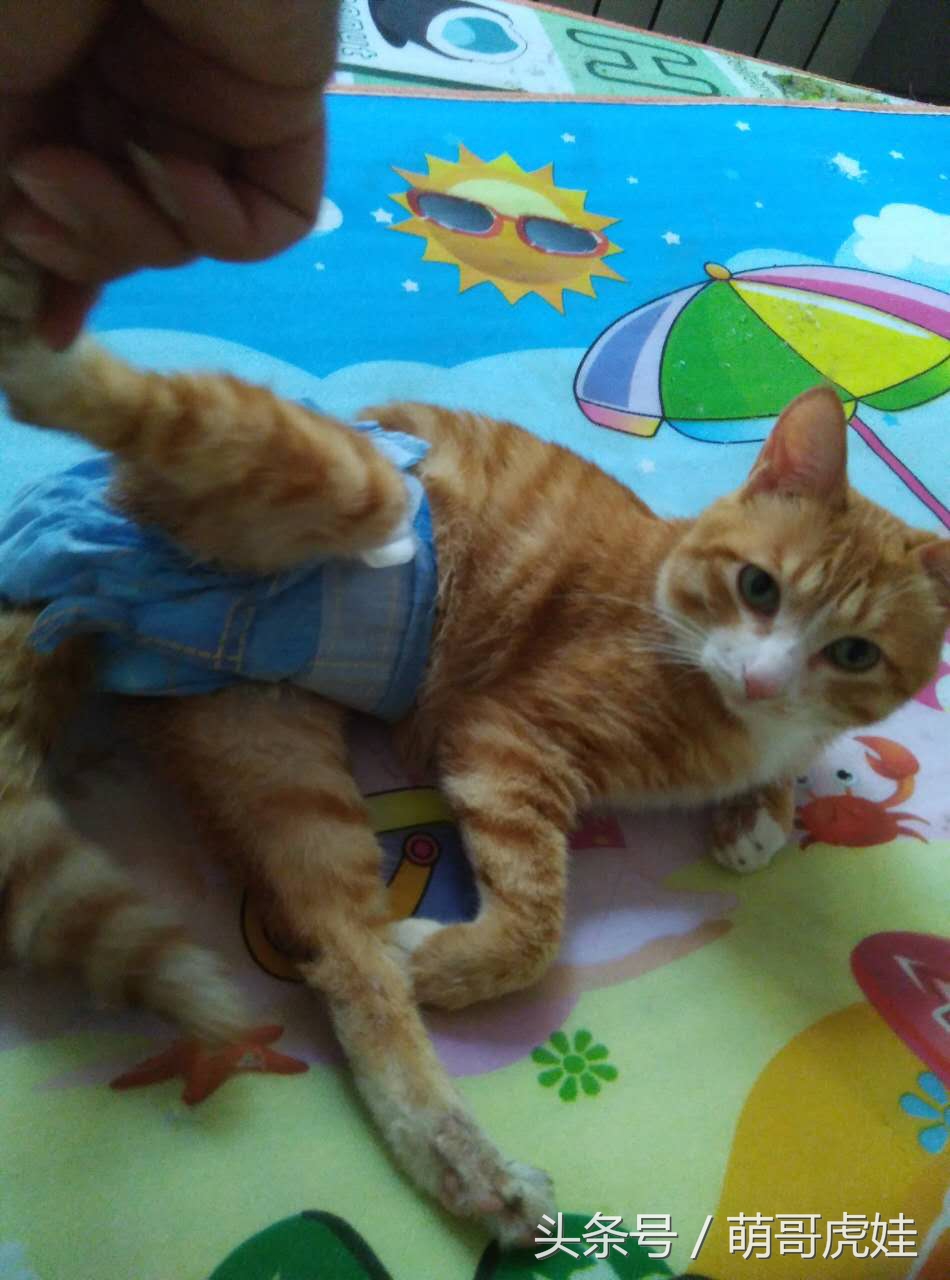 小猫平时很乖巧过一阵就尿床,小猫总是半夜来床上枕头上尿尿