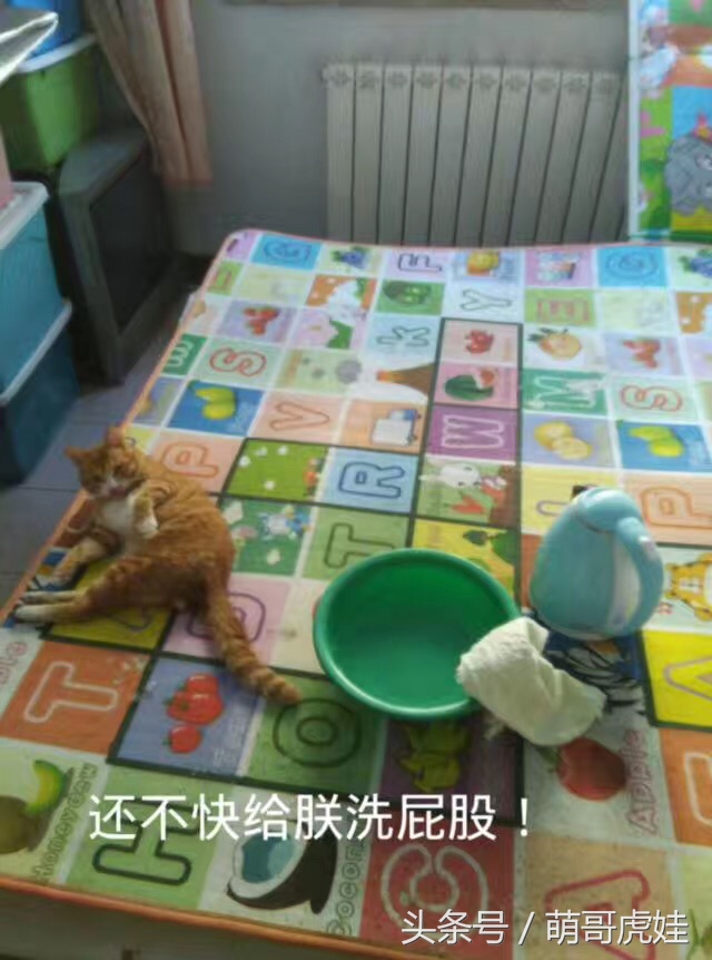 小猫平时很乖巧过一阵就尿床,小猫总是半夜来床上枕头上尿尿