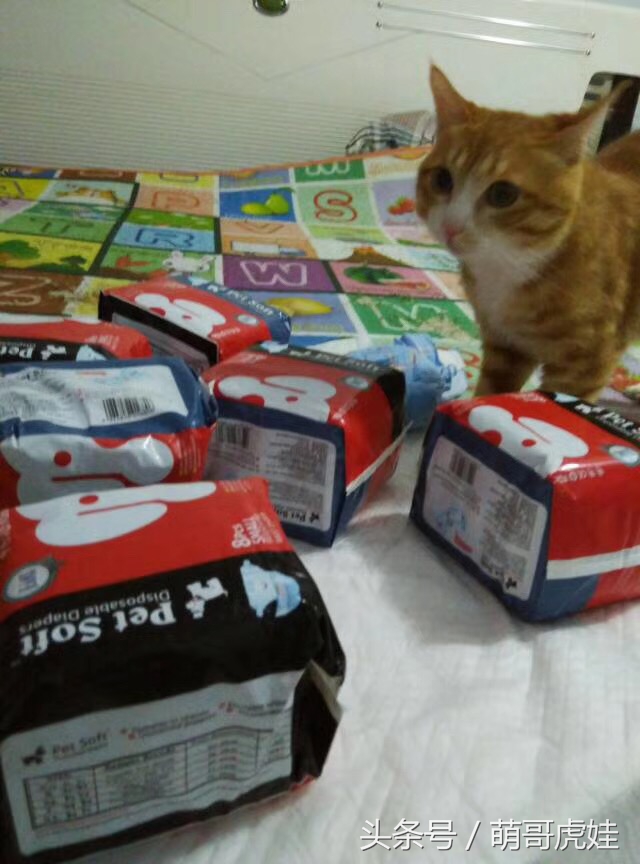 小猫平时很乖巧过一阵就尿床,小猫总是半夜来床上枕头上尿尿