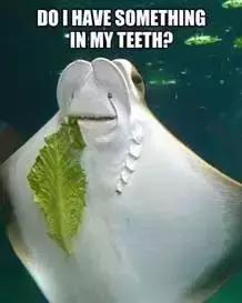 塞牙塞的厉害怎么办,塞牙塞到牙龈里咋回事