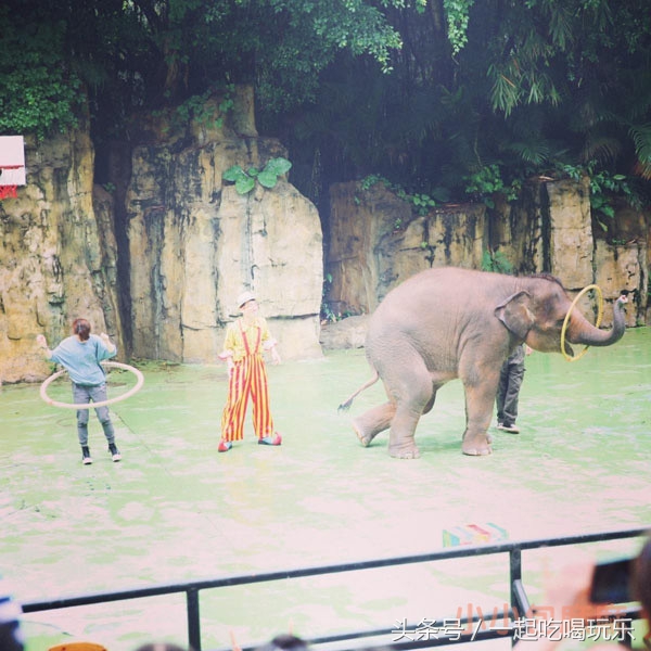带宝宝长隆野生动物园旅游攻略,广州长隆野生动物园旅游攻略
