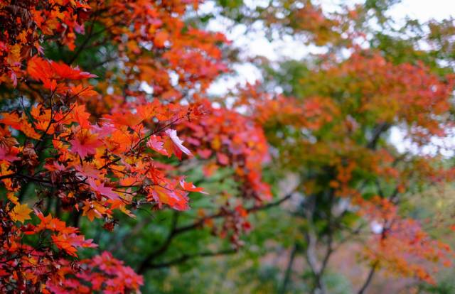 八月份定下的目标,秋季关西旅游攻略