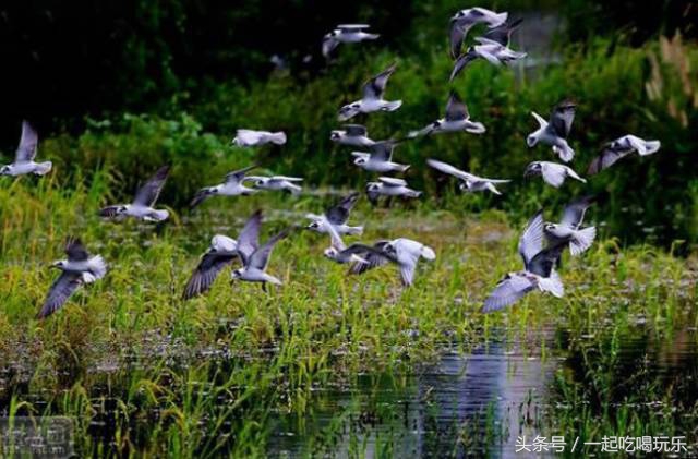 北京十大风景很好的公园,北京市内最大湿地公园打卡攻略