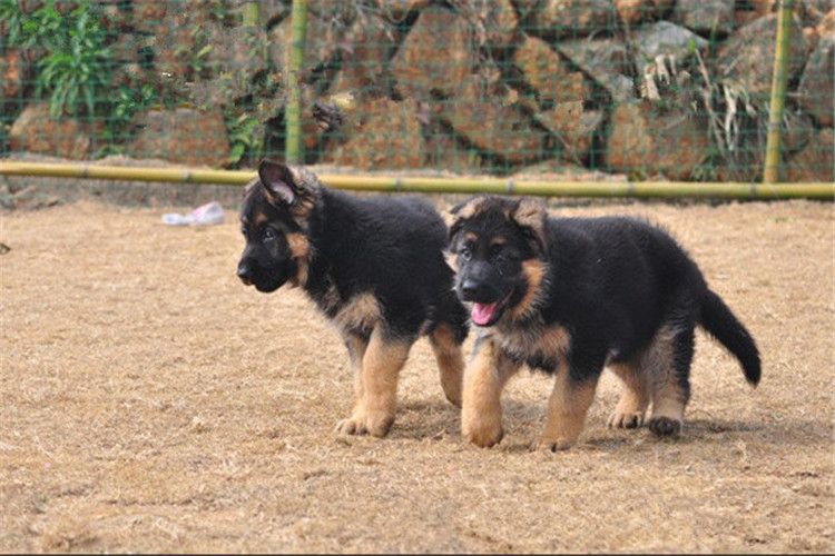 如何给德牧训练,训练德牧的正确方法和技巧