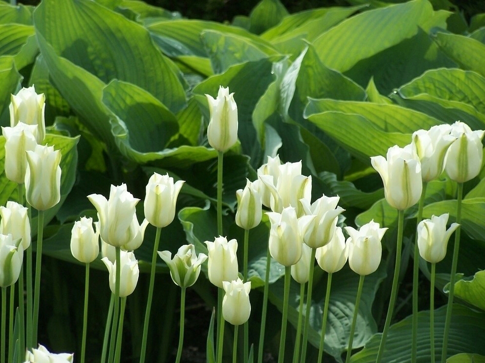 亚洲每个国家的国花是什么,世界各国国花的资料