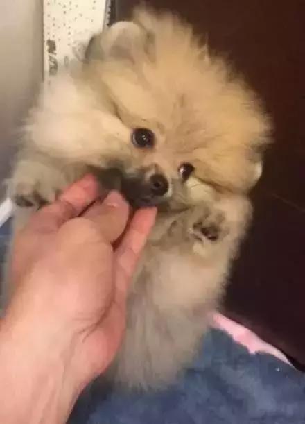 那坨博美！好软！好圆！好蓬！好想揉！