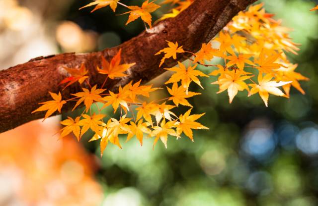 八月份定下的目标,秋季关西旅游攻略