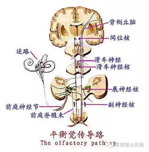 4岁爬行有助于前庭觉发育吗,前庭觉发育迟缓应该怎么训练