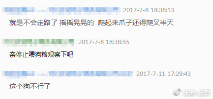 这是什么牌子的狗粮,4个半月边牧狗狗吃的狗粮