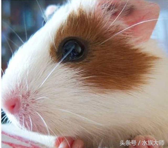 荷兰猪饲养的禁忌事项,荷兰猪养了一年还是怕人怎么办