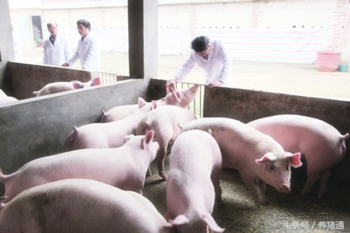 猪场查情技术视频教程,猪场经产母猪查情技术视频教程