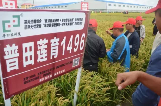 普田农科院科技园区精品展示陆地最强产量为王、普田莲育1496