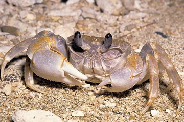 又到了吃螃蟹的季节怎样挑选螃蟹,如何正确挑选食用螃蟹你都知道吗