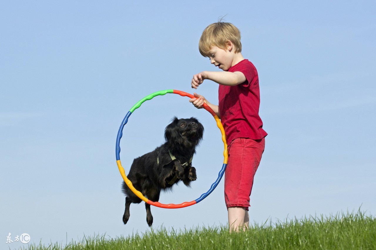 如何快速给宠物提升战力,宠物强化培养技巧