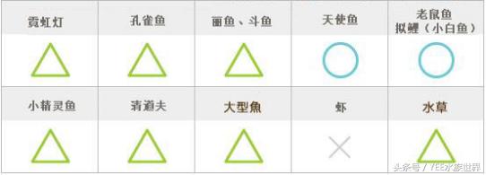 用简单的方法让鱼缸变的更清澈,掌握这些技巧让你的鱼缸更加清爽