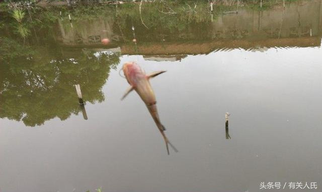 20块钱的黑塘，3个人1天收获50多条鱼，这次钓鱼很爽