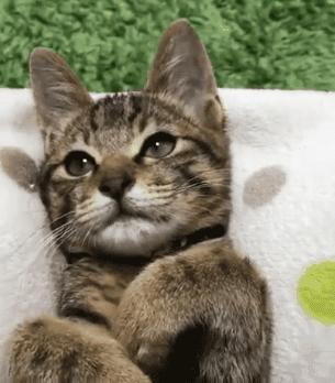 不沾杯平价口红推荐,平价美妆日记