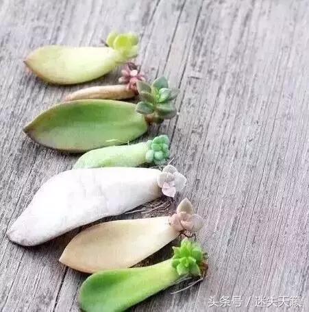 多肉，你小时候的样子太萌了，可千万别长大，长残