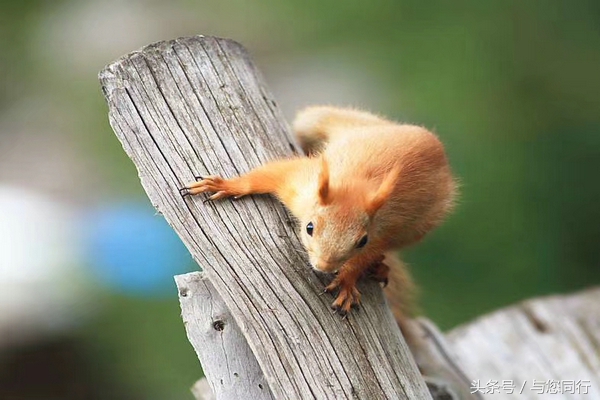 雪地松鼠可爱视频,雪地松鼠卖萌