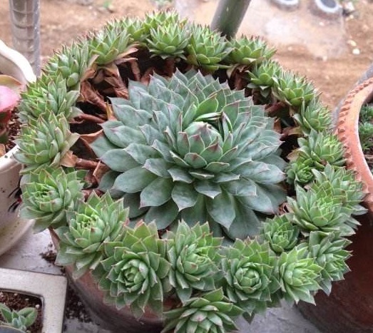 每日一肉之多肉植物,观音莲多肉大全